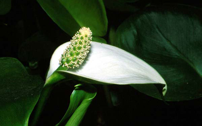 Plantas acu&aacute;ticas:Calla palustris